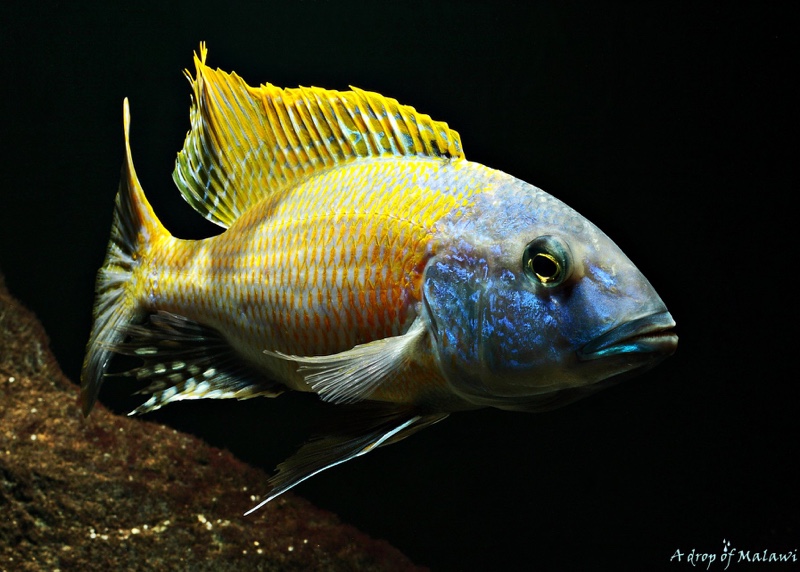 Buccochromis rhoadesii